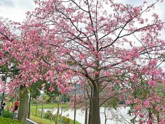 -风云岭森林公园