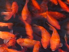 -西湖外事游船(花港观鱼码头)