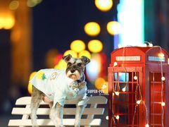 -超宠爱宠物摄影-Super pet