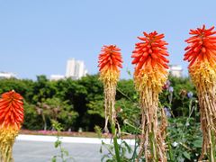 -深圳国际园林花卉博览园