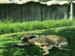 -北京野生动物园