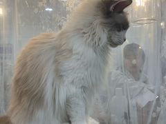 -共舞时光猫咖·狗咖(新街口店)
