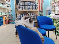 -老吴的猫·猫舍(新区店)