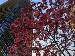 -SERA by Ciao Amici餐酒吧