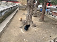 -大觉寺-停车场