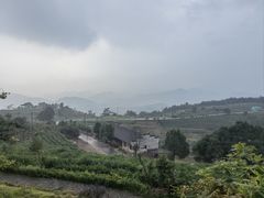 -桑洲油菜花景区