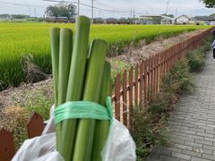 -莲花岛景区