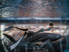 -成都浩海立方海洋公园