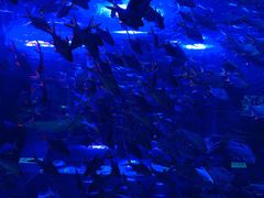 -成都浩海立方海洋公园