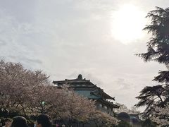 -武汉大学-樱园