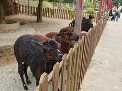 -泉州海丝野生动物世界