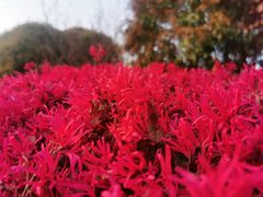 -高东镇樱花园
