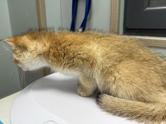 -伟伟宠物医院·CT影像中心·瑞派犬猫综合性门诊(汉口总院)