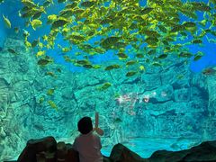 -芜湖新华联大白鲸海洋公园