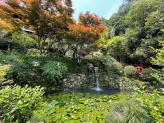 -十八棵（老龙井）御茶园(老龙井店)