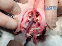 -爱诺耐芙动物医院(万博店)