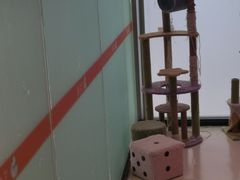 -三花喵·撸猫购宠·宠物生活馆(虹桥南丰城店)