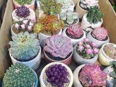 -双季花艺园艺市场(浦东店)