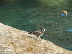 -海驴岛(荣成市)