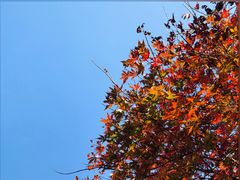 -全国青少年井冈山革命传统教育基地