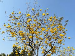 -光明小镇欢乐田园