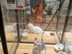 -袖虎·猫馆(体育西路店)