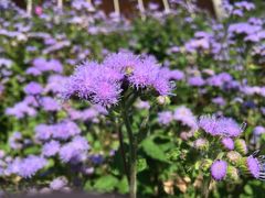 -紫海香堤香草艺术庄园