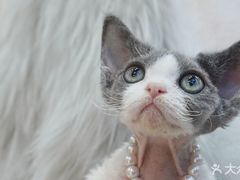 -山宅一喵德文卷毛猫舍