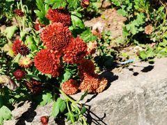 -嘉华饼屋JOY BAKERY(南屏街店)