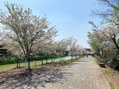 -上海海湾国家森林公园