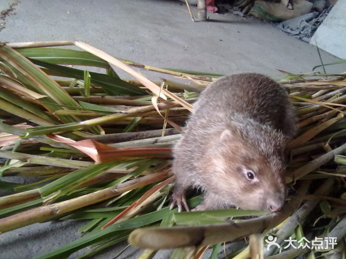 野生冬毛老鼠