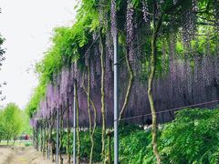 -广富林郊野公园