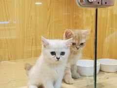 -屋虎猫馆(宝安大仟里店)