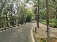 -广东茂名森林公园