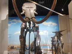 -国家自然博物馆