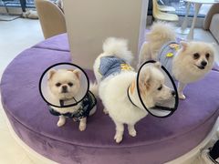 -怪兽屋·羊驼·猫咖·狗咖(俊华广场店)