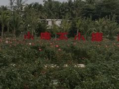 -亚龙湾国际玫瑰谷