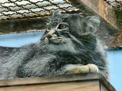 -青藏高原野生动物园