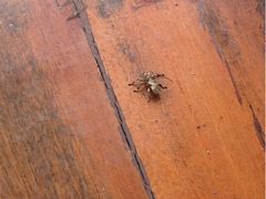 iphone_upload_pic-三亚亚龙湾人间天堂鸟巢度假村
