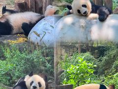 -广州长隆国际大马戏