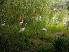 -溱湖国家湿地公园