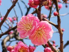 -梅花山(明孝陵内)