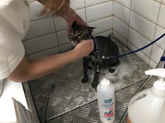 -帕帕拉兹宠物(亚洲旗舰店)