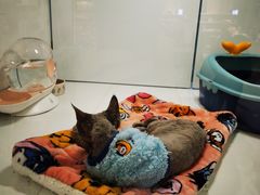 -1013 PET SHOP精品宠物商店(丁香店)