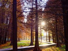 -溱湖国家湿地公园