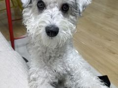 -翊宠yipet猫狗购宠庄园犬舍•猫舍