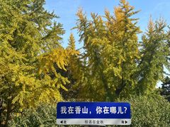 -香山公园