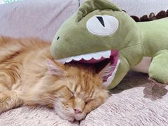 -藏猫猫咖啡主题馆(中央大道店)