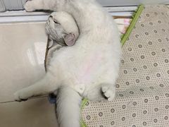 -申普宠物医院·眼科·心内科·影像科(普陀分院)