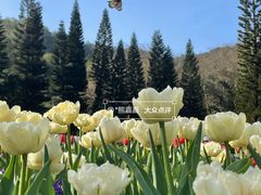 -深圳仙湖植物园